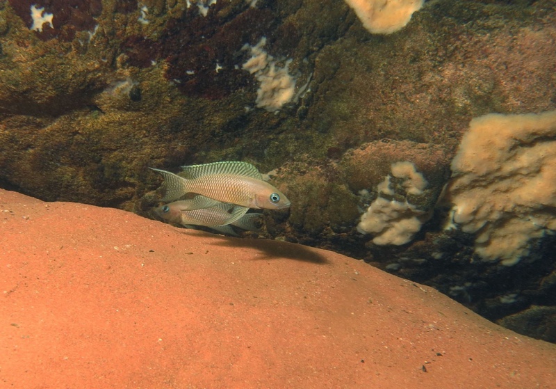Neolamprologus chitamwebwai 'Jakobsen's Beach'